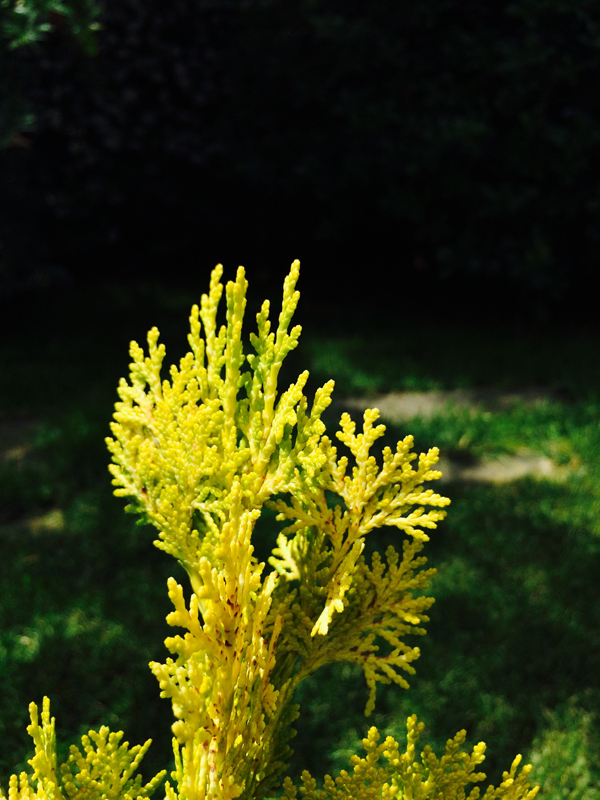 Thuja