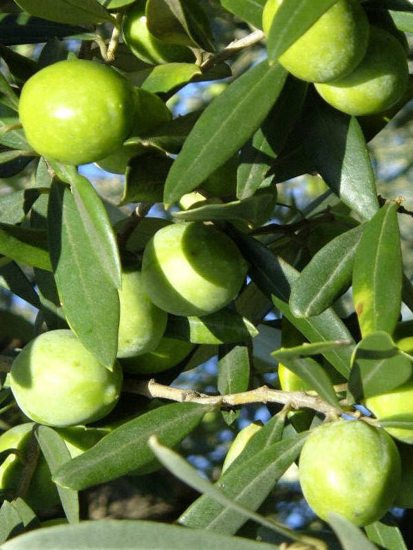 Ulivo Nocellara Del Belice