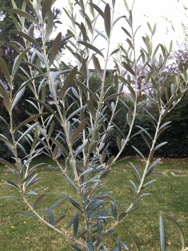 Ulivo Nocellara Etnea