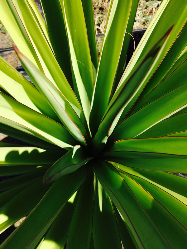 Yucca Torreyi