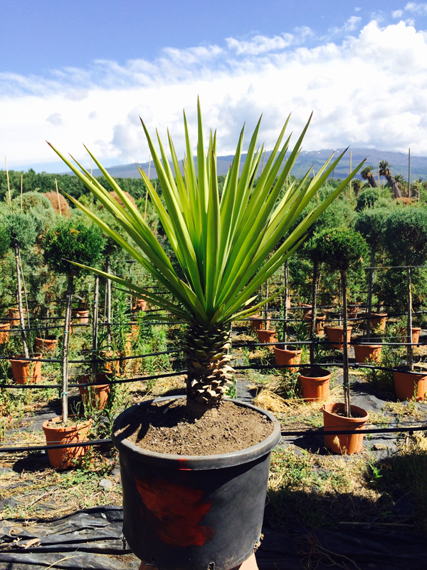 Yucca Torreyi