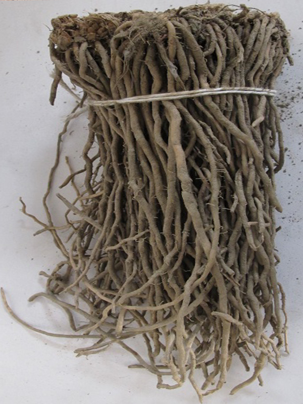 Zampe di asparago.Verde e Selvatico.