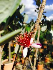 Acca Sellowiana (Feijoa) 