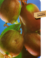 Actinida Arguta (Kiwi)