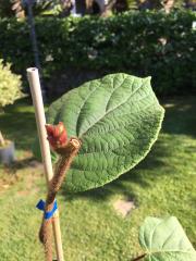 Actinidia Impollinatore (Kiwi)