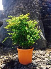 Berberis (Berberidaceae)