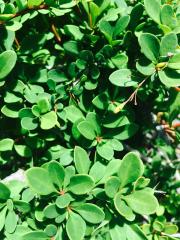 Berberis (Berberidaceae)