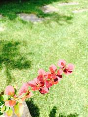 Berberis Thumbergii Atropurpurea