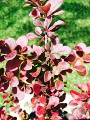 Berberis Thumbergii Atropurpurea