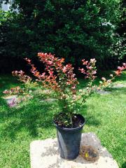 Berberis Thumbergii Atropurpurea