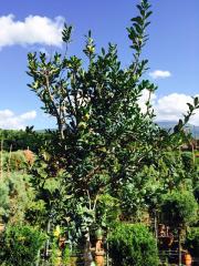 Bosso Buxus Alberello