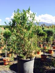 Bosso Buxus Cespuglio