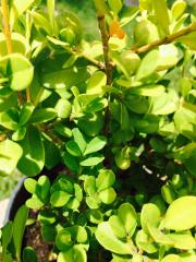 Bosso Buxus Rotundifolia