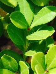 Bosso Buxus Rotundifolia