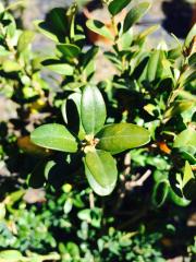 Bosso Buxus Sempervirens