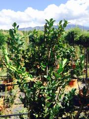 Bosso Buxus Sempervirens