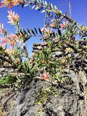 Callistemon Alberello