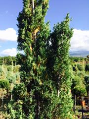 Cipresso  Pyramidalis (Cupressus)