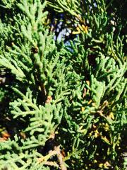 Cipresso  Pyramidalis (Cupressus)