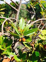 Corbezzolo (Arbutus Unedo)