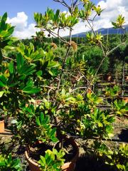 Corbezzolo (Arbutus Unedo)