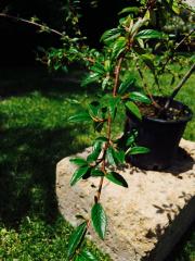 Cotonastro (Cotoneaster)