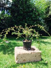 Cotonastro (Cotoneaster)