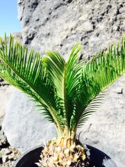 Cycas Palmizia