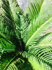 Cycas Palmizia