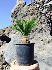 Cycas Palmizia