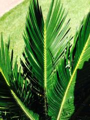 Cycas Revoluta