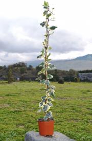 Edera Canariensis Gloire De Marengo Su Canna