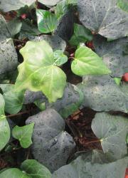 Edera Canariensis Su Canna