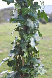 Edera Helix Brigitte Su Canna