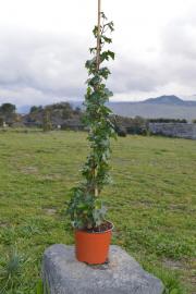 Edera Helix Brigitte Su Canna