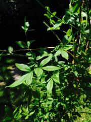 Gelsomino Giallo (Jasminum) 