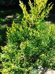 Ginepro (Juniperus)