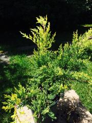 Ginepro (Juniperus)