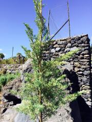 Ginepro Rosso (Juniperus)