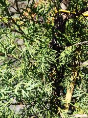 Ginepro Rosso (Juniperus)