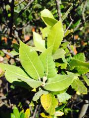 Leccio Cespuglio (Quercus Ilex)