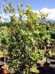 Leccio Cespuglio (Quercus Ilex)