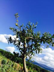 Leccio (Quercus Ilex)