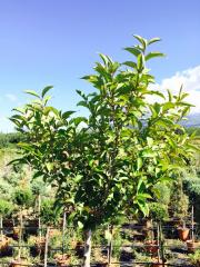 Ligustro Alberello (Ligustrum)