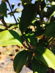 Ligustro Alberello (Ligustrum)