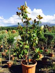 Magnolia Grandiflora Cespuglio