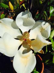 Magnolia Grandiflora Cespuglio