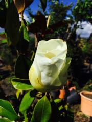 Magnolia Grandiflora Cespuglio