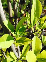 Magnolia Stellata Cespuglio