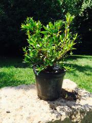 Mirto (Myrtus Communis)